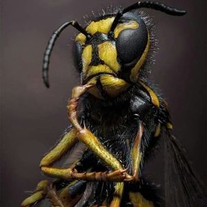 Meet your Posher, Shane